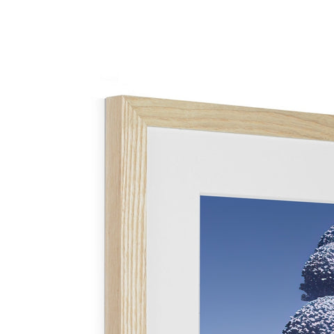 A picture frame on top of a tree in a white frame on a wooden frame.