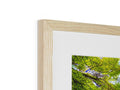 a framed photograph of a tree is hanging on a picture frame