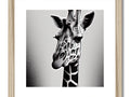 A giraffe is standing in front of a wall next to wood framed giraffe prints
