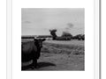 A scene with two black and white photos of cattle that move along.