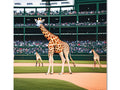 a picture showing a giraffe standing on it's hind legs on the side a green