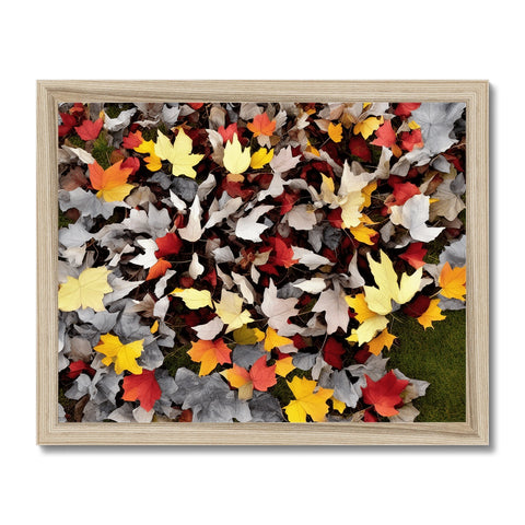 A close up of fall leaves with trees and a white background.