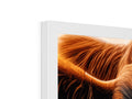A lot of white and orange feathers are on the display of an iPad.