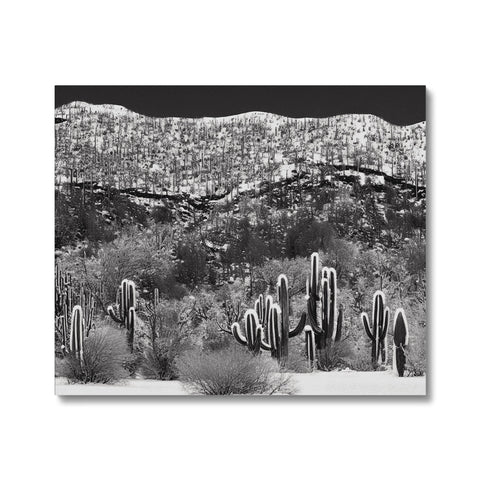 Cacti in the desert and black and white art print on a wall
