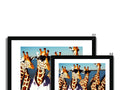 Four giraffe standing next to each other in front of an image frame containing an image