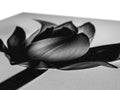 A single red rose in a black and white paper box.