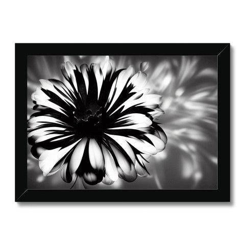 A black and white image of a flower in glass frame.