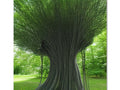 a tree that is in the middle of the forest with a grassy field at the