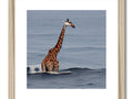 A giraffe is standing in a field and looking at the water outside.