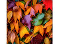 A wall hanging with a row of colorful fall leaves.