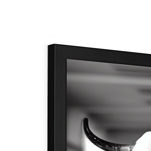 Three horns of a big black and white cow standing on a television monitor