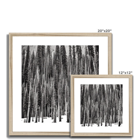 Black and white photos of pine trees in a frame on a wall