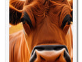 A cow standing close up staring a photo window, 