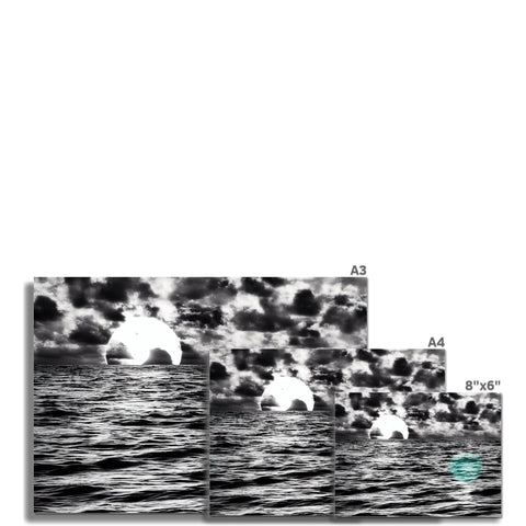 A book cover with four photographs of swans standing by water, two white and two
