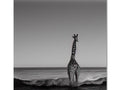 A huge giraffe standing around on a black sand pad