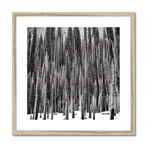 A picture with pine trees framing a metal framed print of a wood picture.