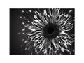 Black and white art print print plate, flower of flower arranged in patterned pattern of