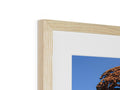 A photo of trees on a wooden frame with a picture in it