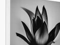 A white and white picture of lilies is on the front of a photo frame.