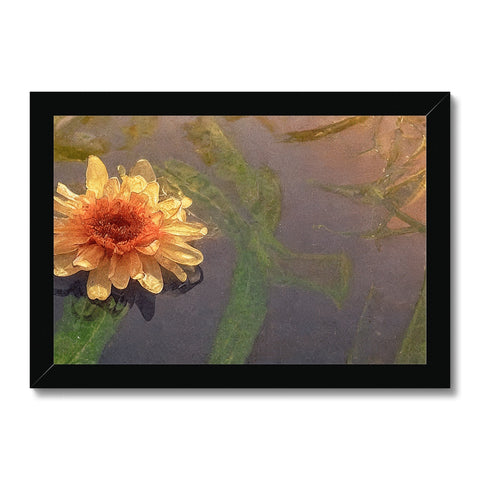 A frame mounted image of a picture of a water lily on a board sitting on