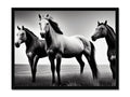A trio of horses riding around in a field near a black-and-white photo