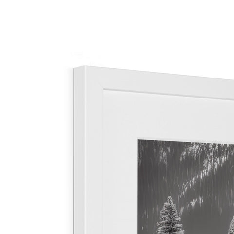 A white photo with frames on a wall with two small trees with white wood.