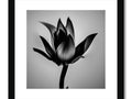 A photograph on a black and white picture frame with a lotus growing on it.