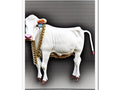 a beautiful white wall mounted miniature cow with white clothes and a red ring