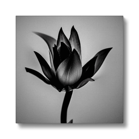 A black and white picture of a flower in an arrangement of different colors.