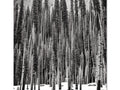 A black and white image for a tree lined forest with snow.
