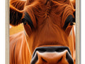 The picture is a close up of a brown cow on a field.
