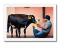 A man is standing in front of a cow as she eats milk.