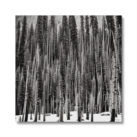 A black and white picture of grass surrounded by pine trees.