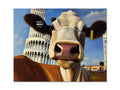 An image of a cow inside of a small picture on a stick.