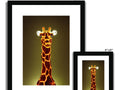 Two giraffes posing for photos against a backdrop of a black background.