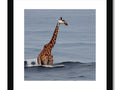 A giraffe is walking on top of a slope with its head above the water.
