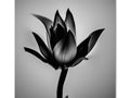 A black and white flower sitting in front of a glass plate on a wall, next