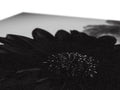 An image of a sunflower on a black and white picture plate.