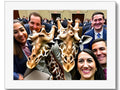 a small group of giraffe sitting in a group with a large giraffe and a