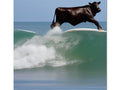 A surfer riding a wave on top of a board in water with a tree and