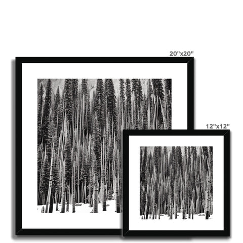 Two black and white framed pictures of trees sitting in a wooded area.