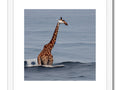 a giraffe stands on the sand by a river next to the ocean with his prey