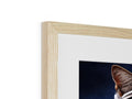 A picture of a cat looking into a wooden picture frame with a piece of artwork on