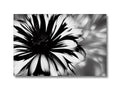A flower picture under a black and white photo of a flower growing.