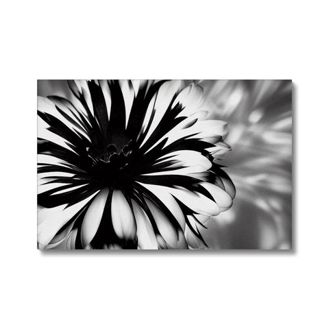 A flower picture under a black and white photo of a flower growing.