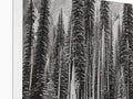 Art prints of green trees in black and white on a green mountain scene.