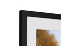 A photograph of two different types of trees in front of a picture frame.