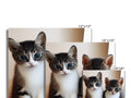 An image is shown against a flat picture of some cats.