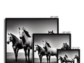A picture frame with a black and white picture of three horse under a sunbeam next