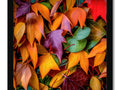 An autumn photo on a frame, surrounded by leaves with different shapes and colors.